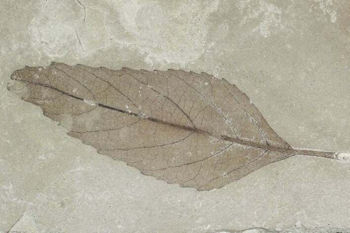 Fossil Leaf (Fraxinus)- Green River Formation, Utah #110391